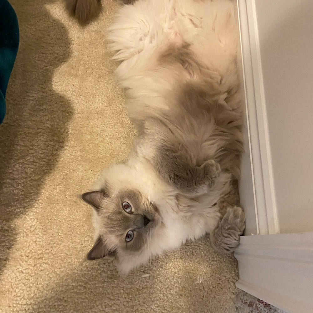 Meet your Posher, Brooklyn